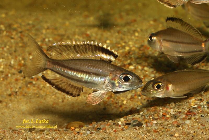 Trematocara marginatum